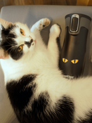 Kubek termiczny - Contigo West Loop 2.0 • 470ml • Cat Eyes”